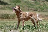 BOUVIER AUSTRALIEN 325